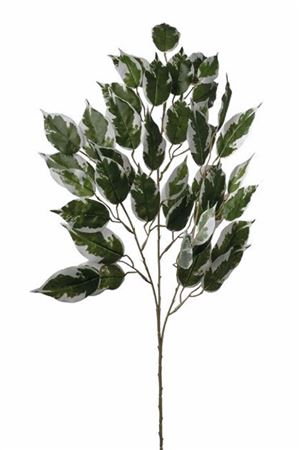 Art. Ramo Ficus X42 71cm Rubber Band Variegated
