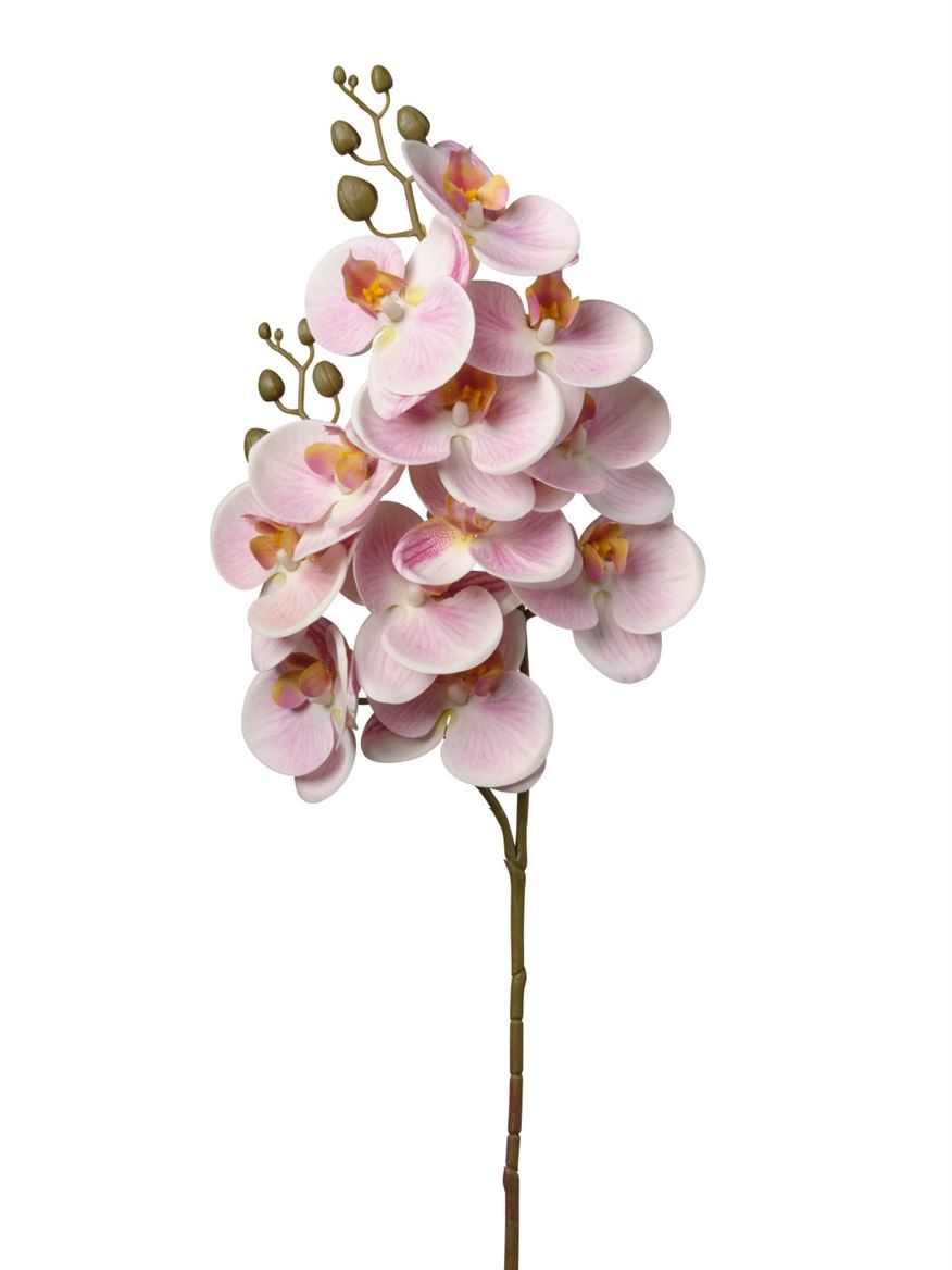Art. Ramo Phalaeonopsis X12 16x74cm - Lt.pink