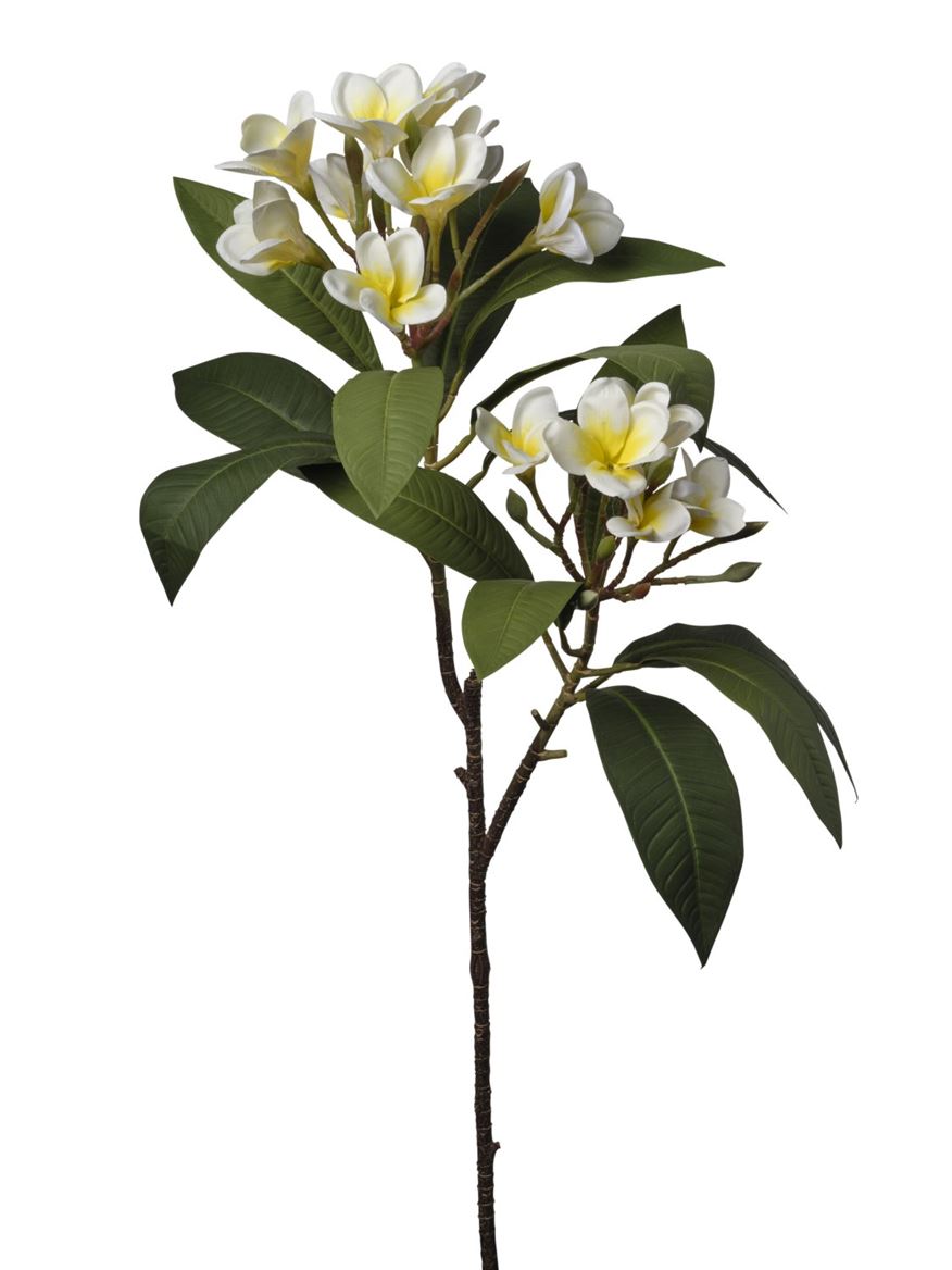 Art. Ramo Plumeria 86cm - Cream