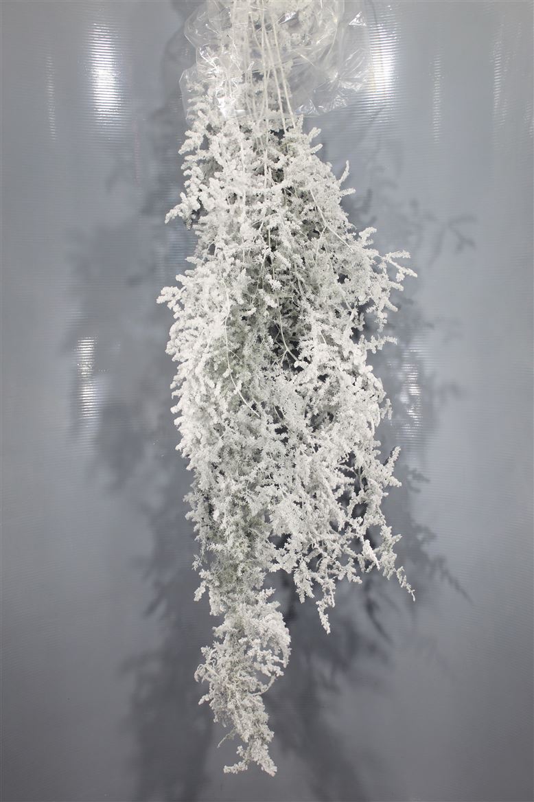 Asparagus Innevato White