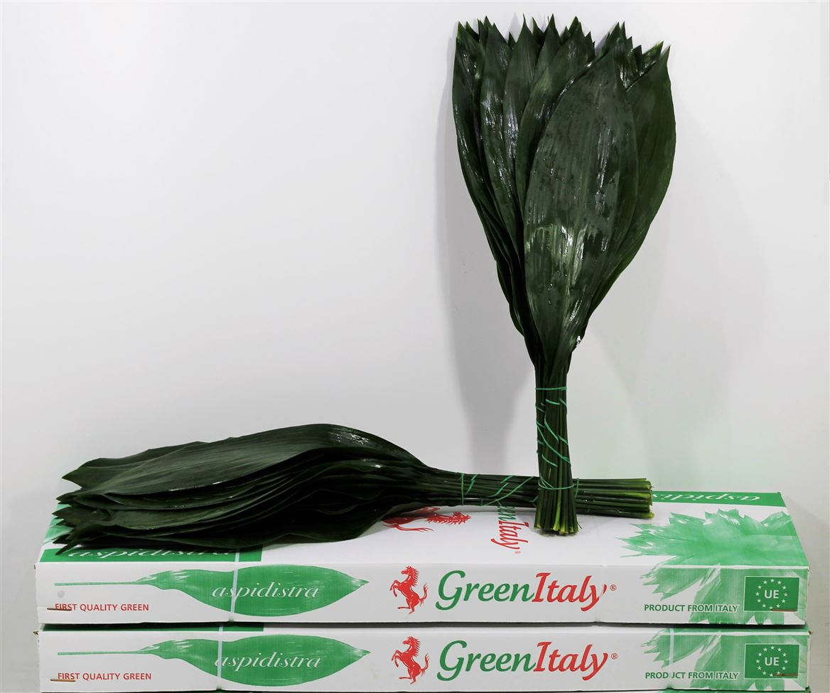 Aspidistra 60 Cm