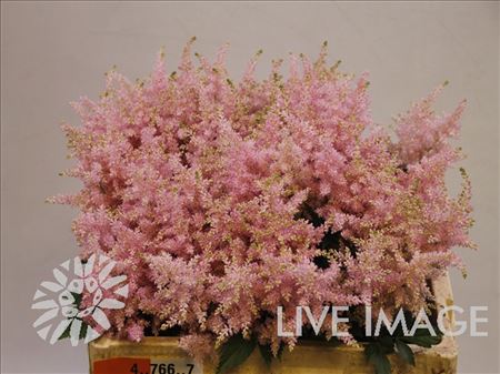 Astilbe Europa