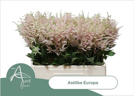 Astilbe Europa