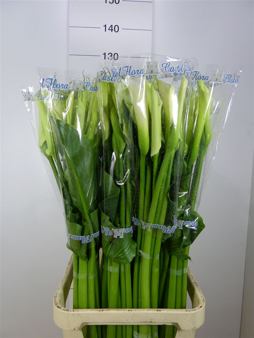 Calla Colombe De La Paix