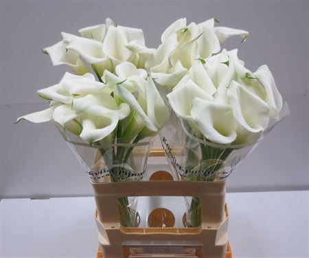 Calla Crystal Blush