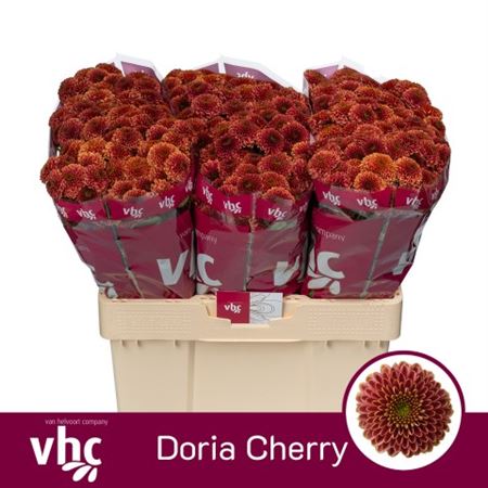 Chrys Sa Doria Cherry