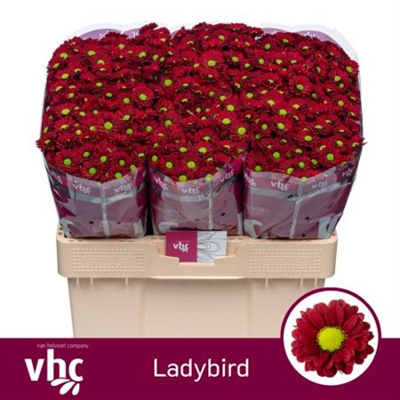 Chrys Sa Ladybird