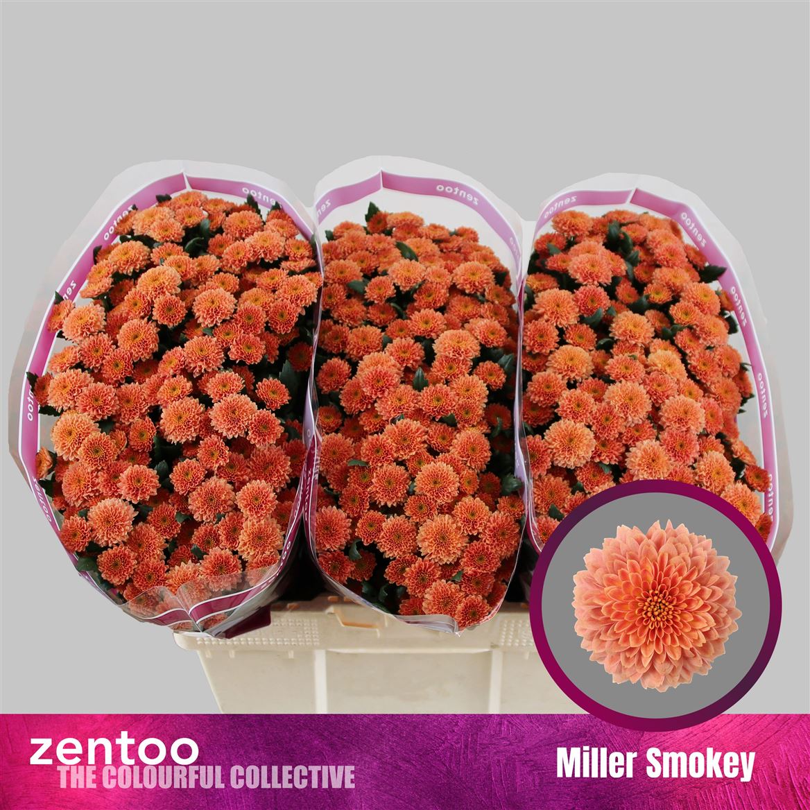 Chrys Sa Miller Smokey