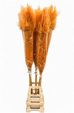 Cortaderia Paint Orange