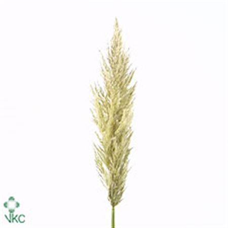 Cortaderia Silver Mountain