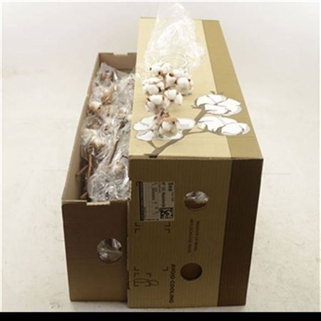 Cotone -gossypium White 6f