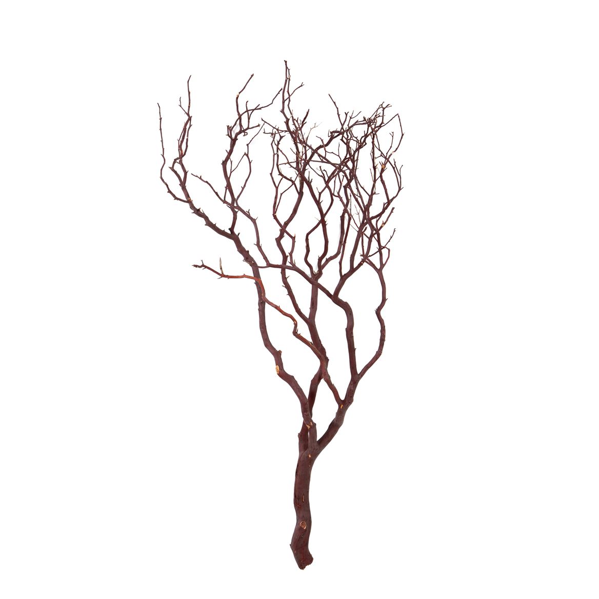 Deco. Manzanita D.4-7cm H.135/150cm Naturale