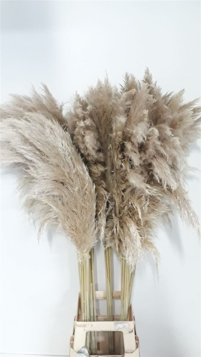 Dried Flow. Cortaderia Natural
