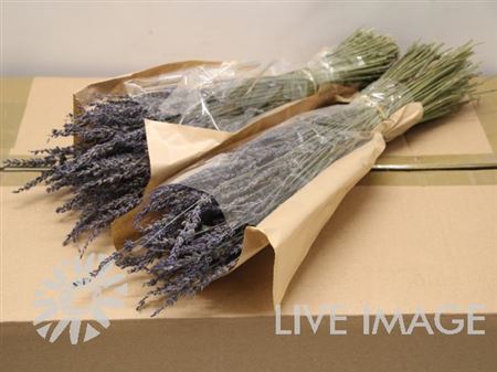 Dried Lavandula Dark Blue 100gr Sle