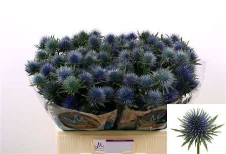 Eryngium Magnetar