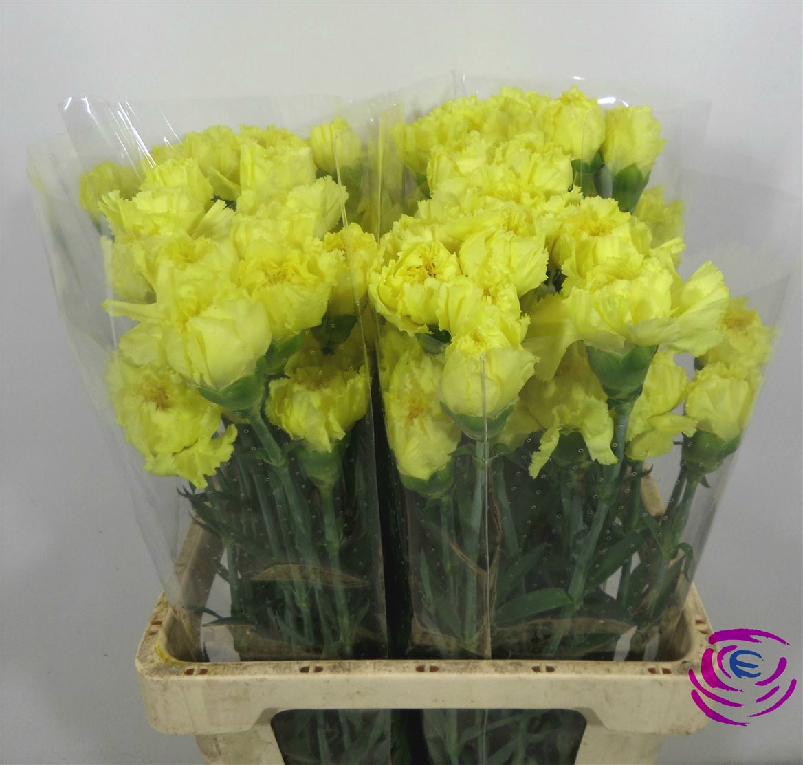 Garofano Yellow