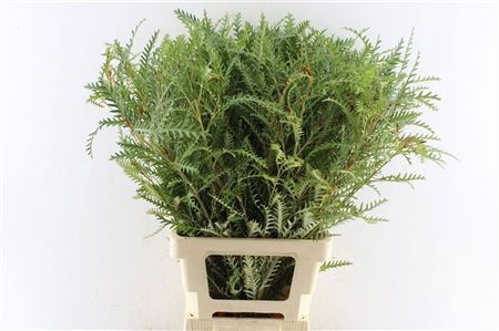 Grevillea Ivanhoe