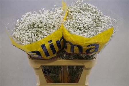 Gypsophila Xlence 750gr Malima