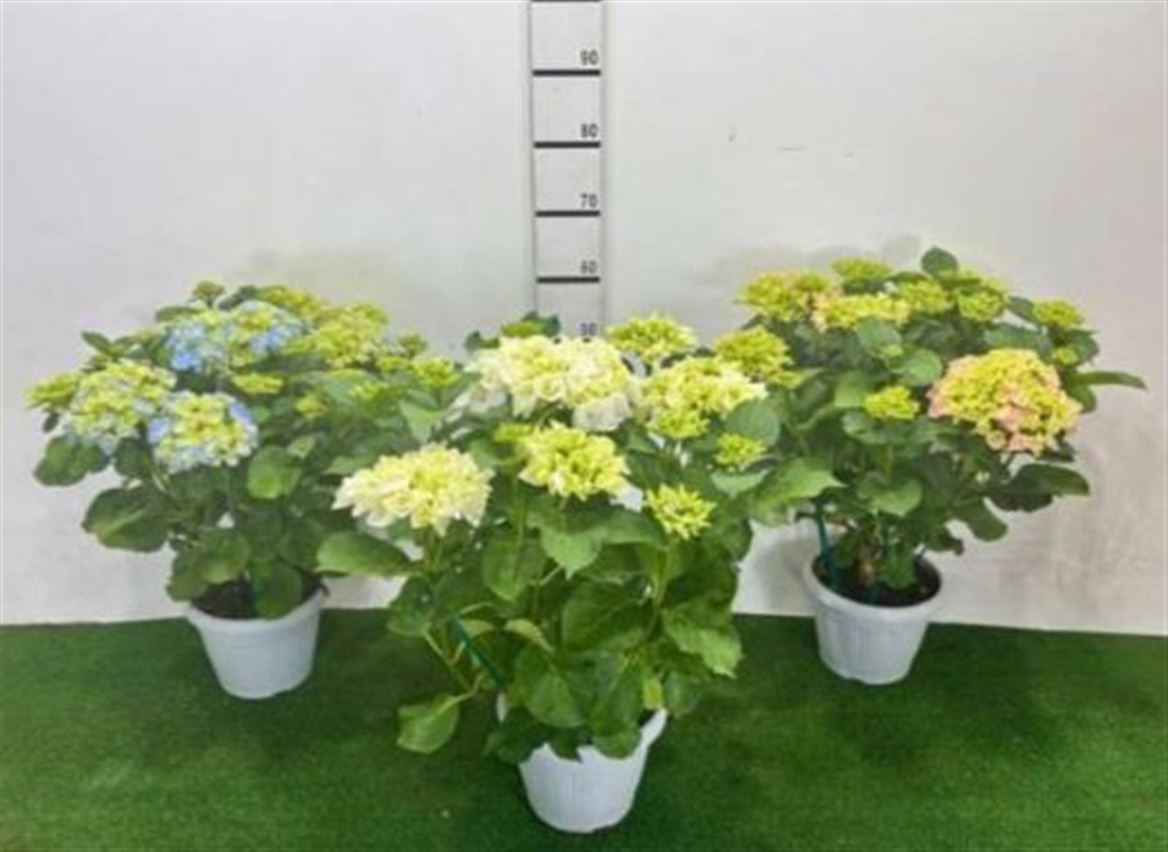 Hydrangea Blue Super Premium