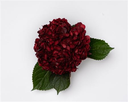 Hydrangea Burgundy Premium