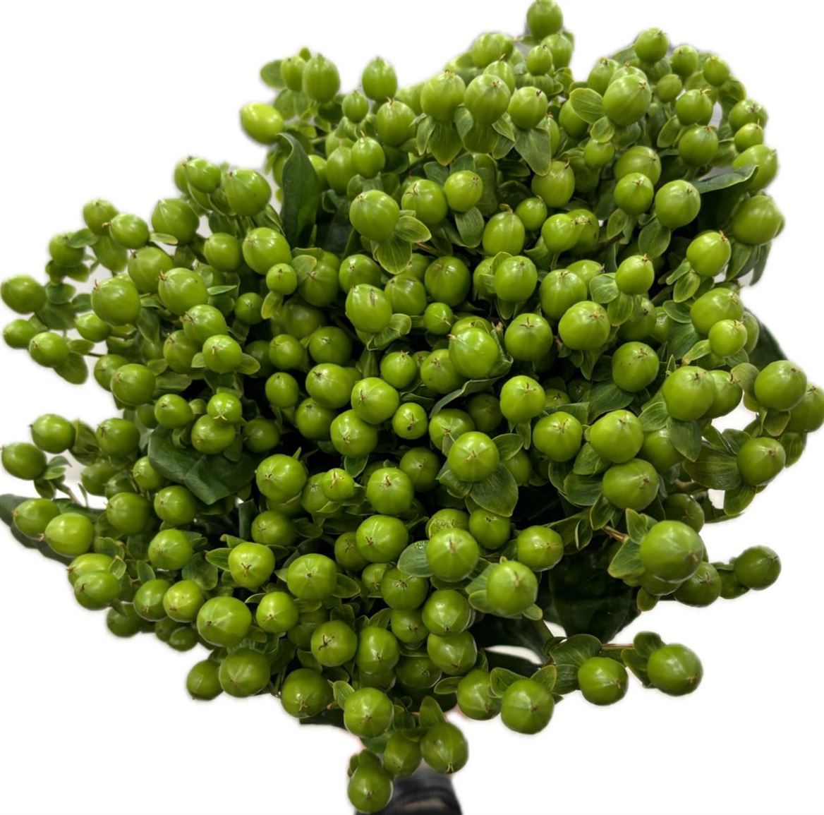 Hypericum Jungle Romance