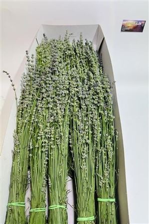 Lavandula Angustifolia