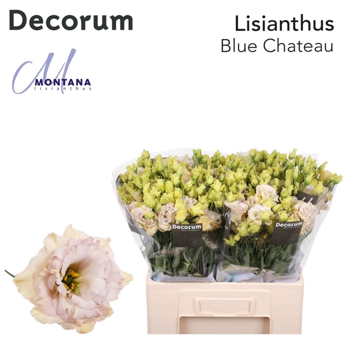 Lisianthus Do Blue Chateau