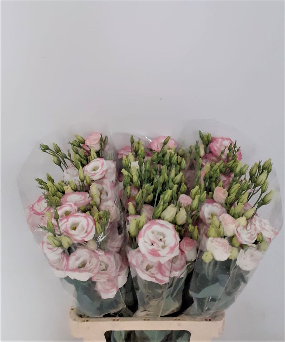 Lisianthus Picotee Pink