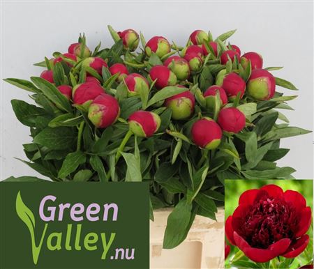 Paeonia Red Charm