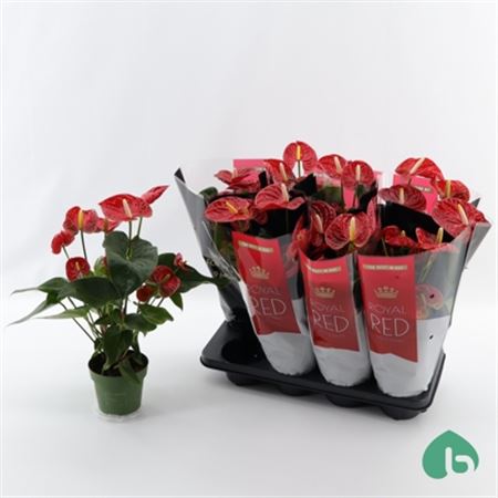 Pianta Anthurium Andr. Madural