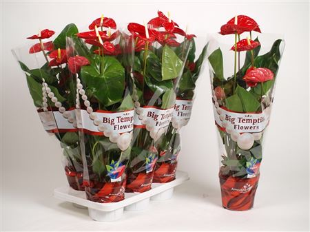 Pianta Anthurium Andr. Madural