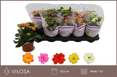 Pianta Kalanchoe Blossfeldiana Gev Mix