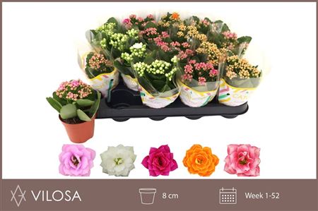 Pianta Kalanchoe Blossfeldiana Gev Mix