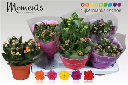 Pianta Kalanchoe Blossfeldiana Gevuld Mix