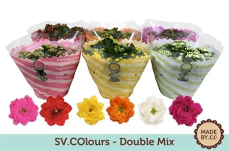 Pianta Kalanchoe Gevuld Mix 5 Kl.