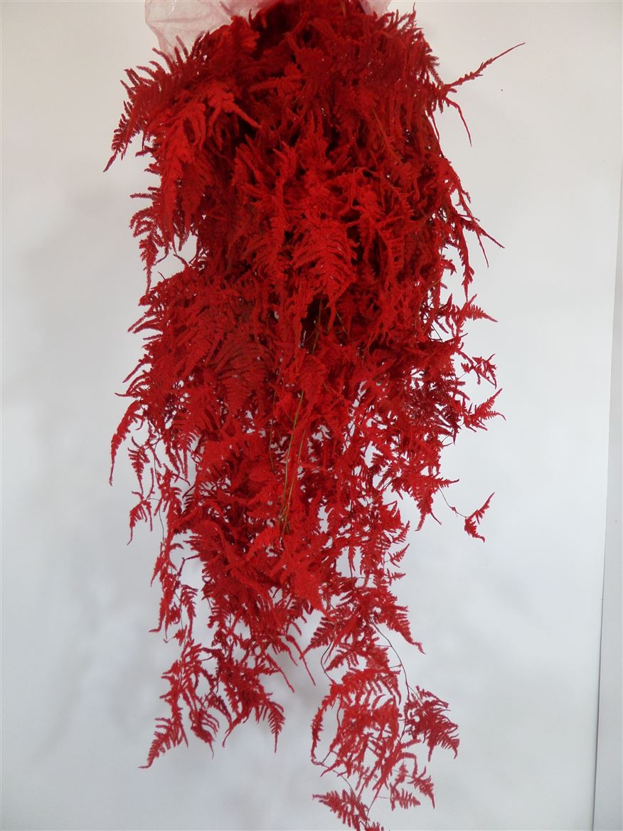 Plumoso Neve Red