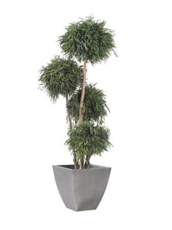 Preserved - Albero Nicoly 4 Spheres 180cm Green