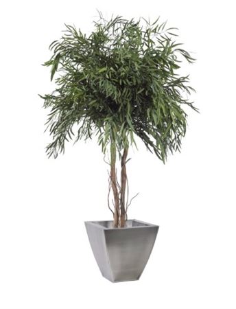 Preserved - Albero Nicoly Crown 130cm