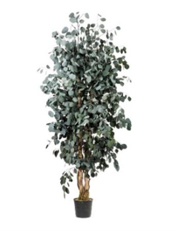 Preserved - Albero Slim Populus 180cm
