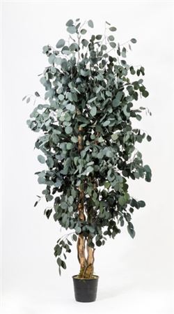 Preserved - Albero Wide Populus 180cm