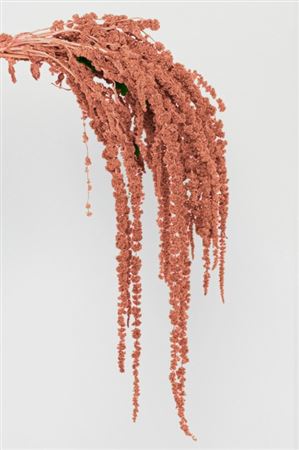 Preserved Amaranthus - Apricot