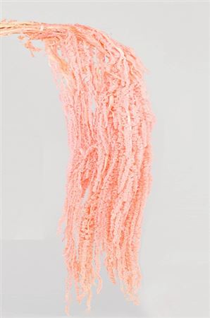 Preserved Amaranthus - Pink