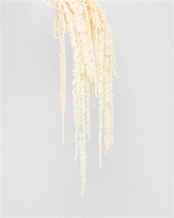 Preserved Amaranthus - White