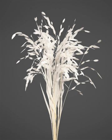 Preserved Chasmantium White