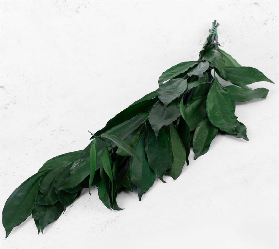 Preserved Cocculus Verde