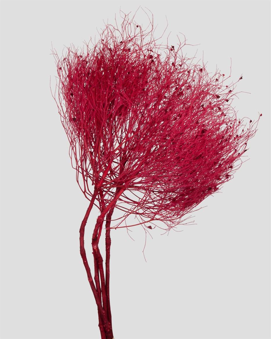 Preserved Dream Grass Fire Red