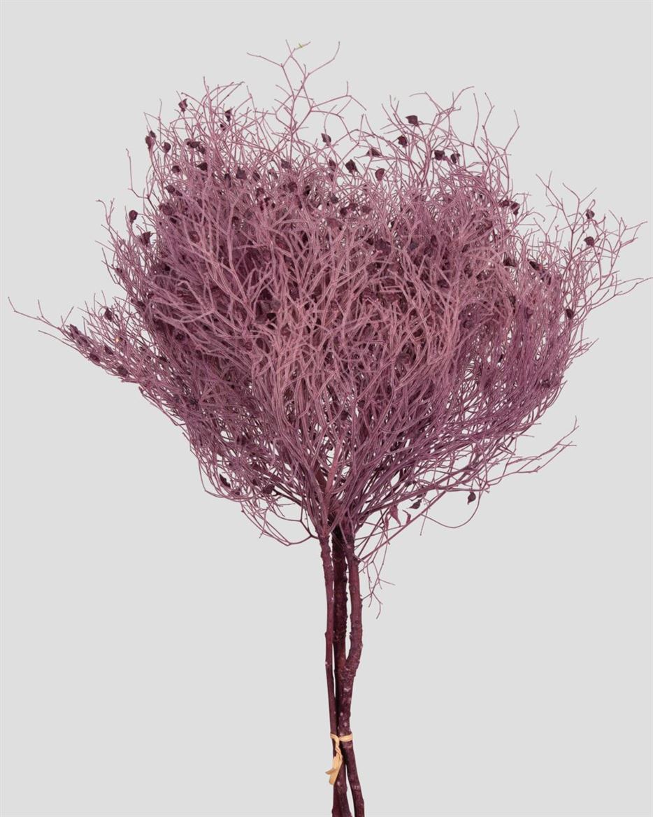 Preserved Dream Grass Grape