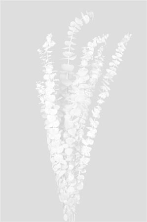 Preserved Eucalyptus Baby Blue - White