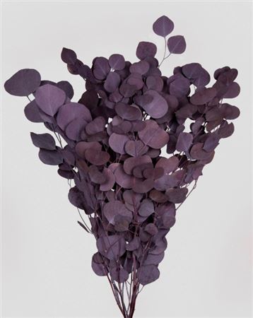 Preserved Eucalyptus Populus - Grape