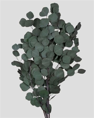 Preserved Eucalyptus Populus - Green